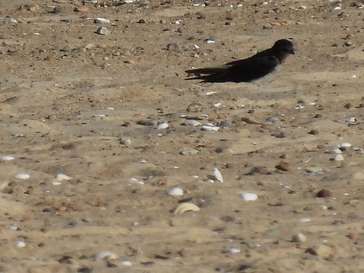 Gray-breasted Martin - ML614184123