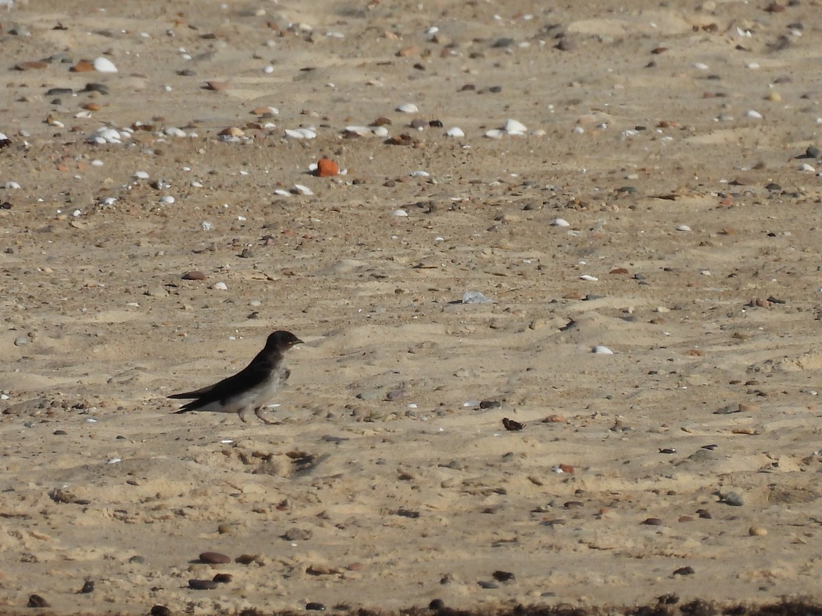 Gray-breasted Martin - ML614184124