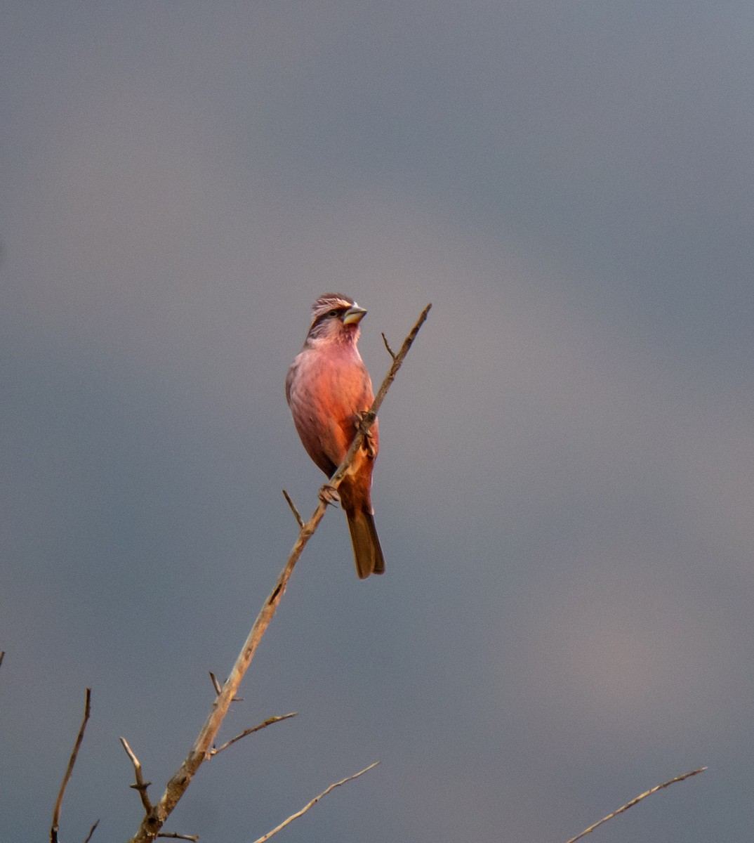 Blyth's Rosefinch - Ansar Ahmad Bhat