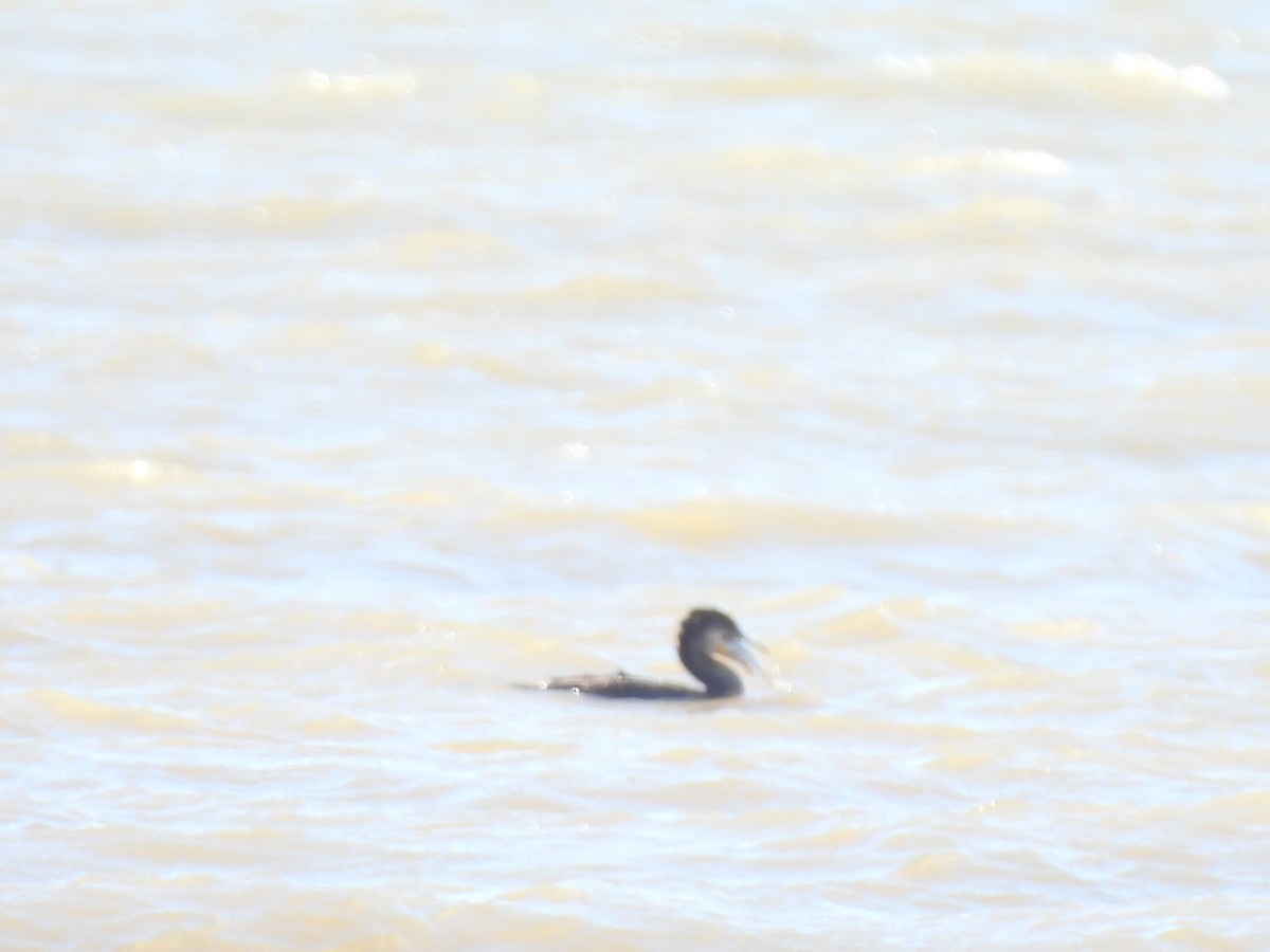 Neotropic Cormorant - ML614184141