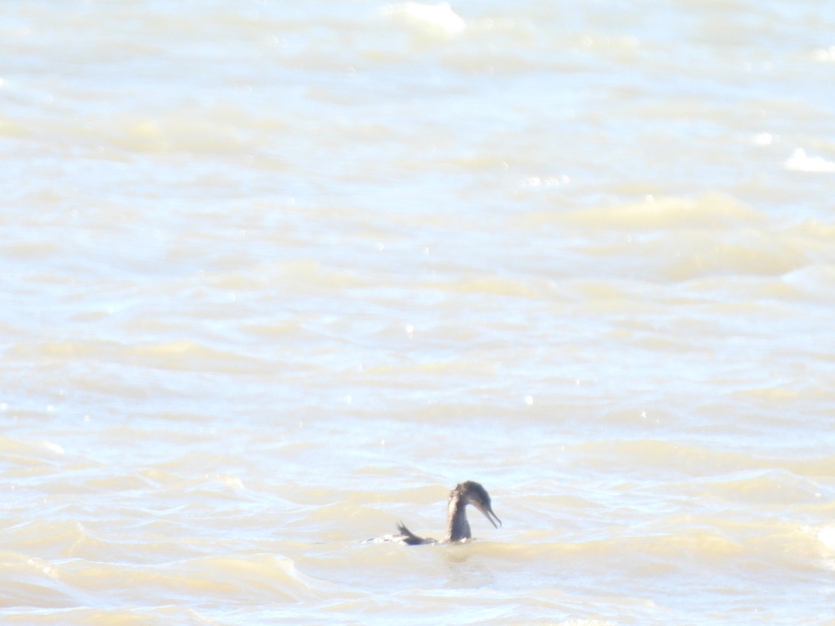 Neotropic Cormorant - ML614184143