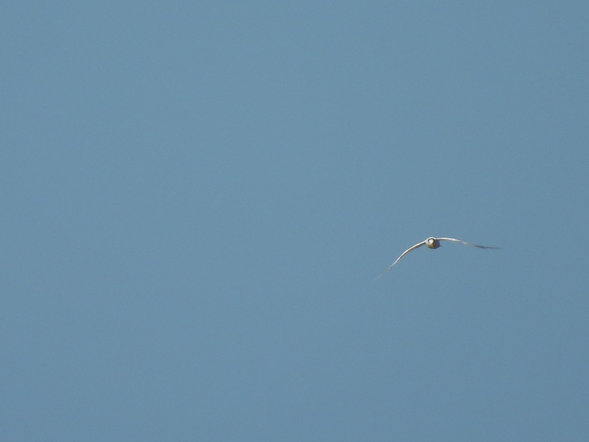 Sandwich Tern - ML614184148