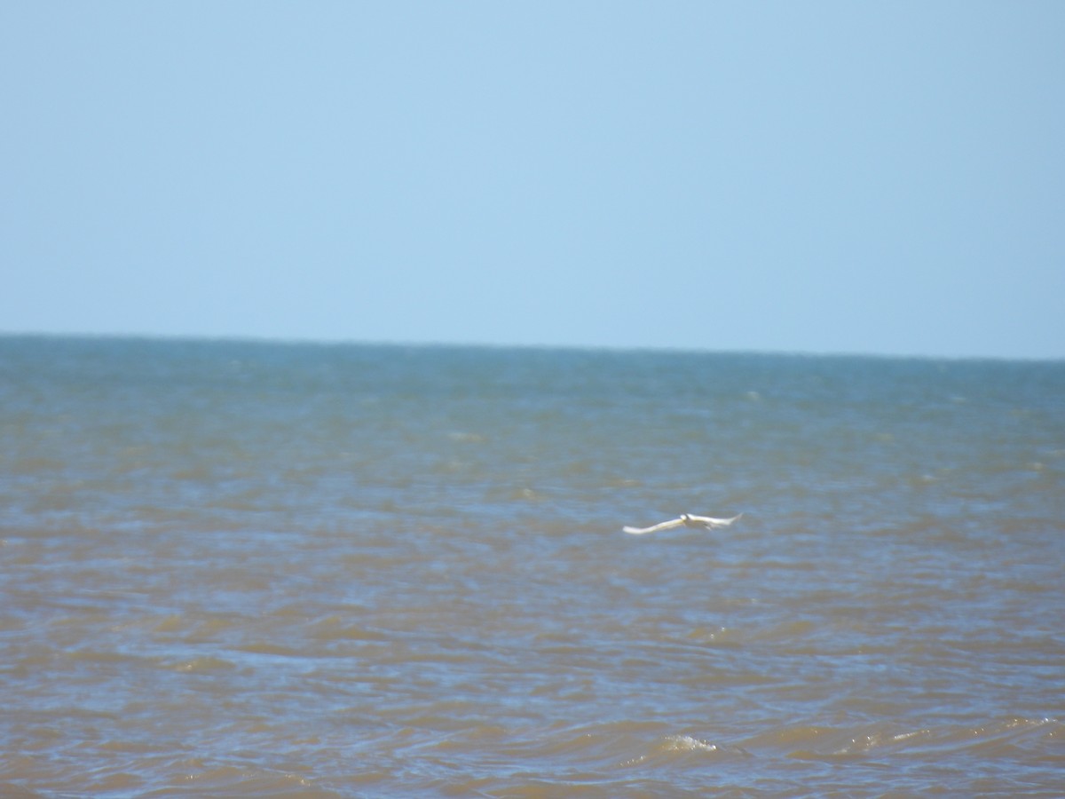 Sandwich Tern - ML614184149