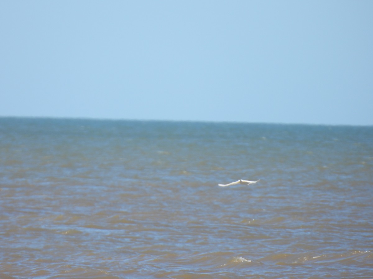 Sandwich Tern - ML614184149