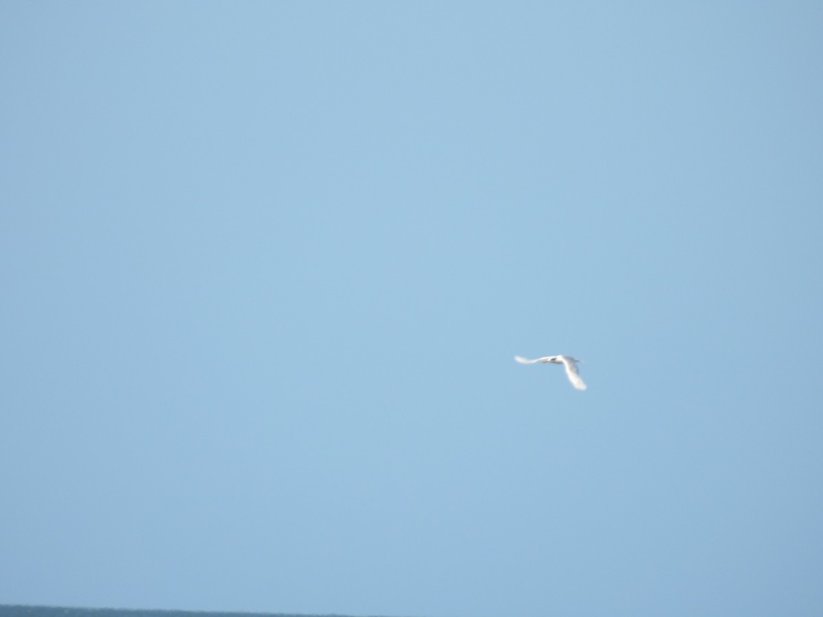 Sandwich Tern - Rodrigo Acosta Mascaró