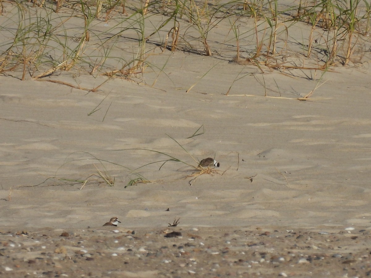 Collared Plover - ML614184156