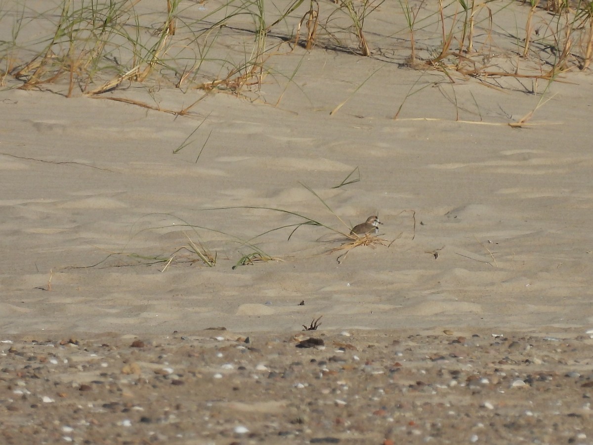 Collared Plover - ML614184157