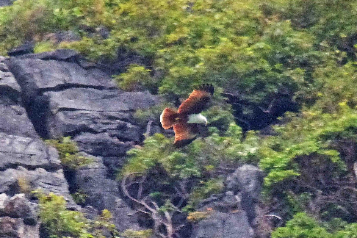 Brahminy Kite - ML614184166