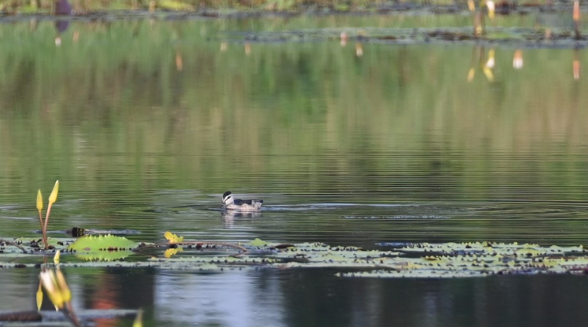 Cotton Pygmy-Goose - ML614184167