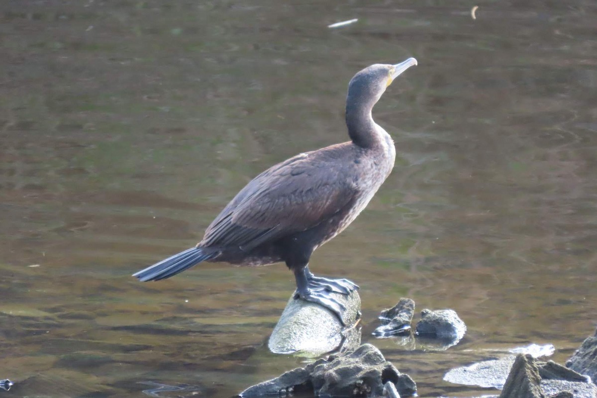 Great Cormorant - ML614184197