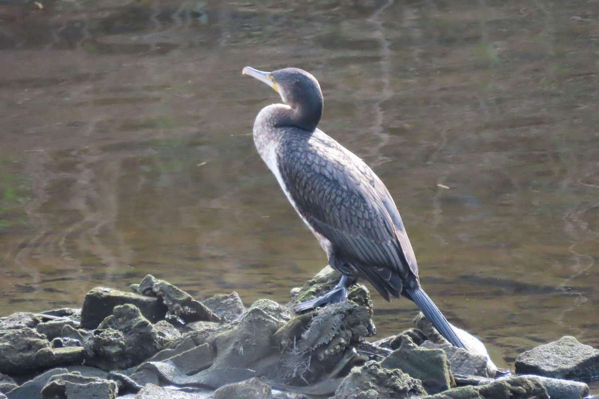 Great Cormorant - ML614184198