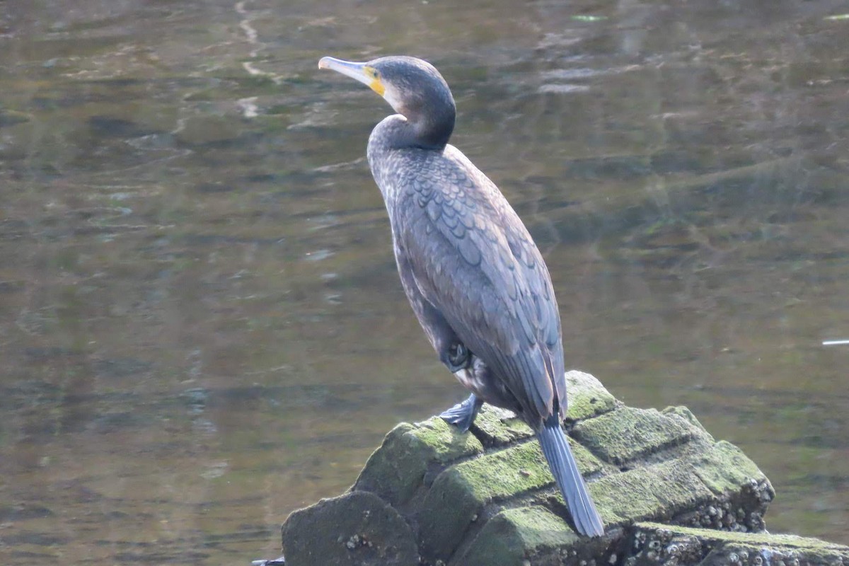 Great Cormorant - ML614184199