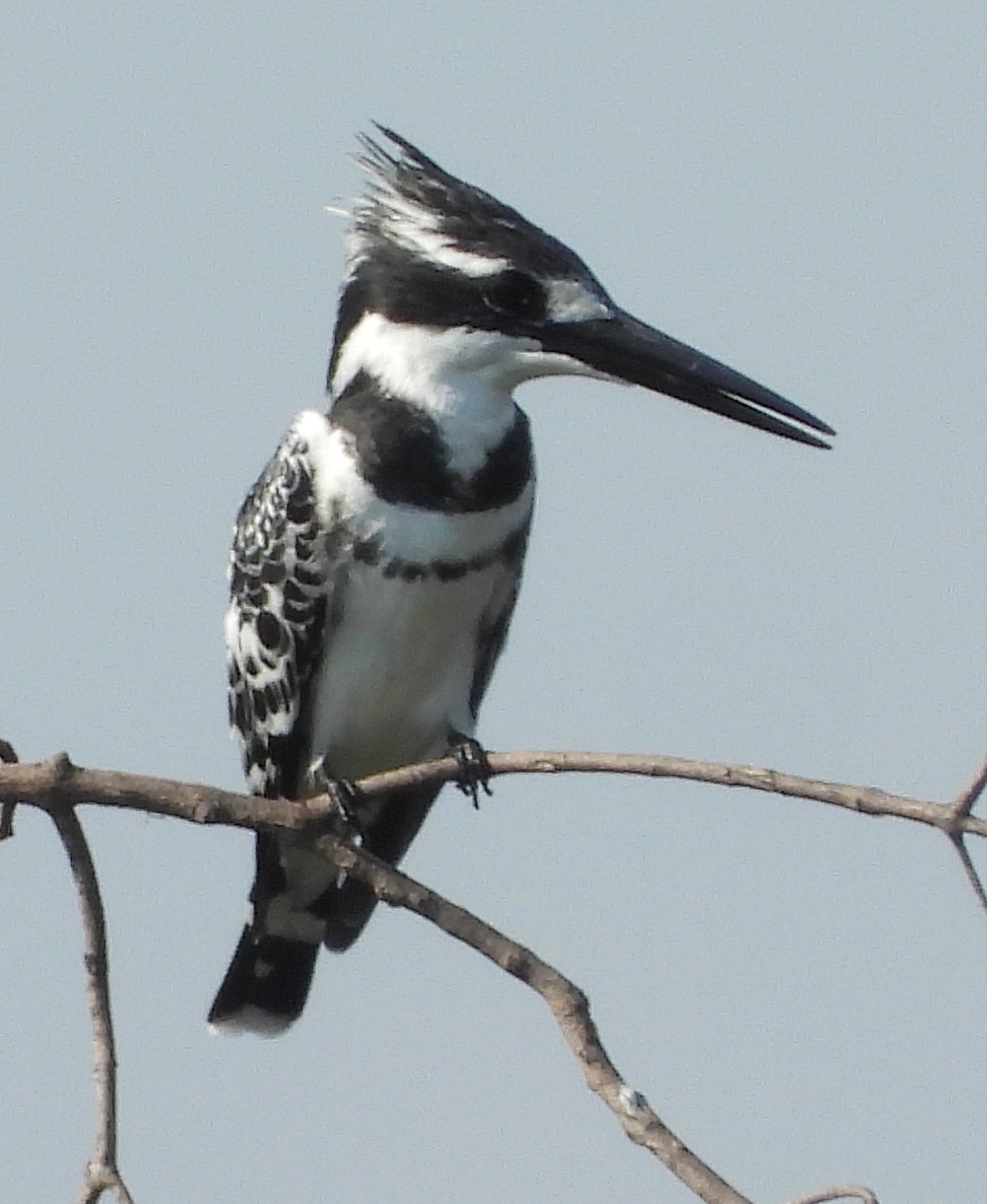 Pied Kingfisher - ML614184201