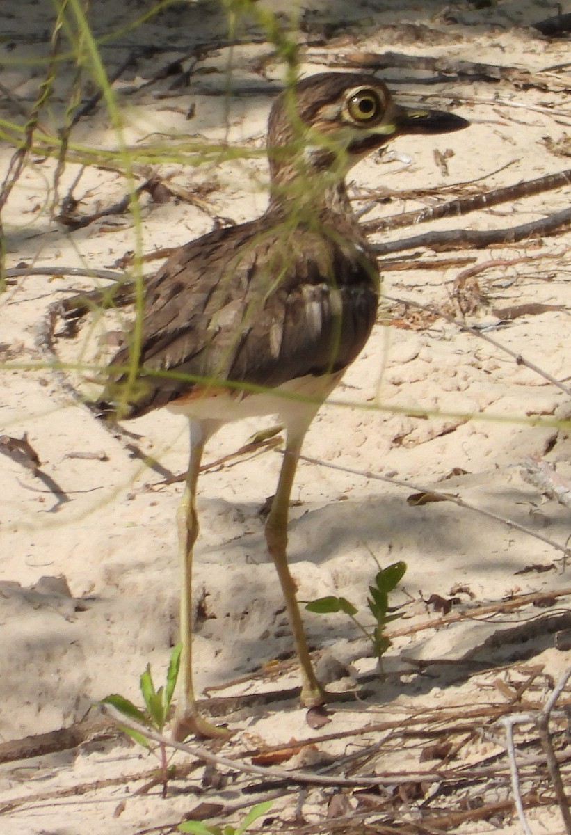 Water Thick-knee - ML614184203