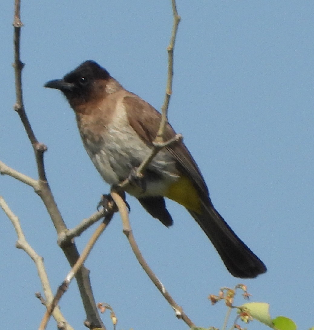 Common Bulbul (Dark-capped) - ML614184208