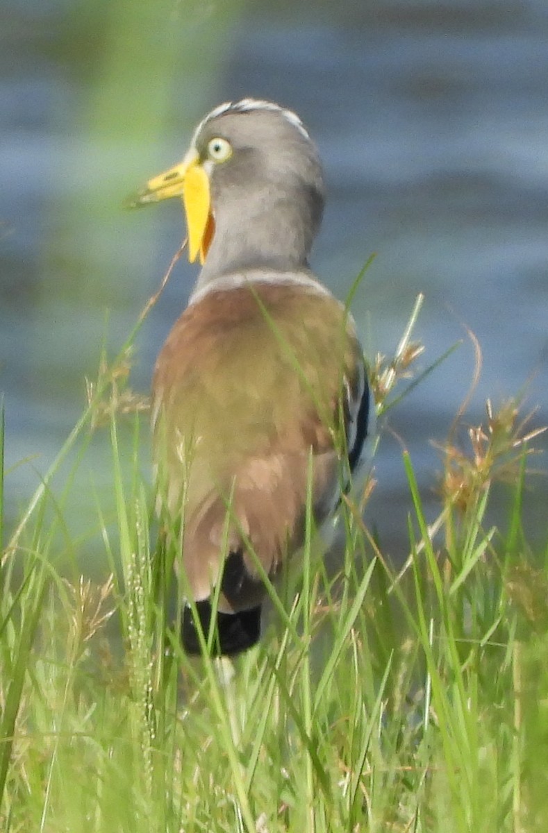 White-crowned Lapwing - ML614184211