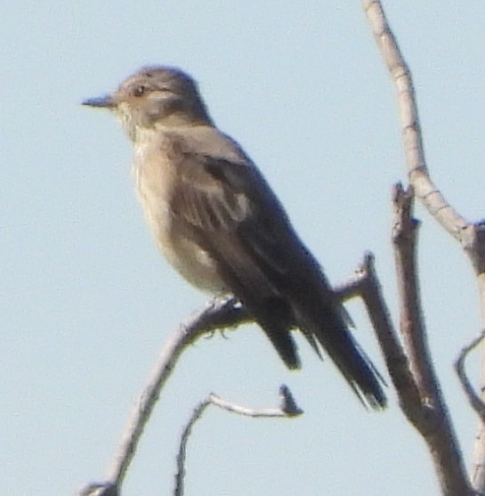 Spotted Flycatcher (Spotted) - Timothy Whitehead