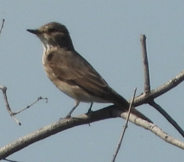 Papamoscas Gris (grupo striata) - ML614184225