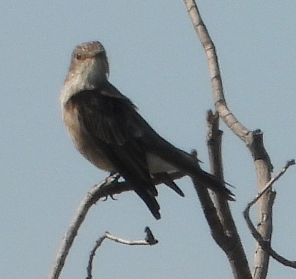 Papamoscas Gris (grupo striata) - ML614184226