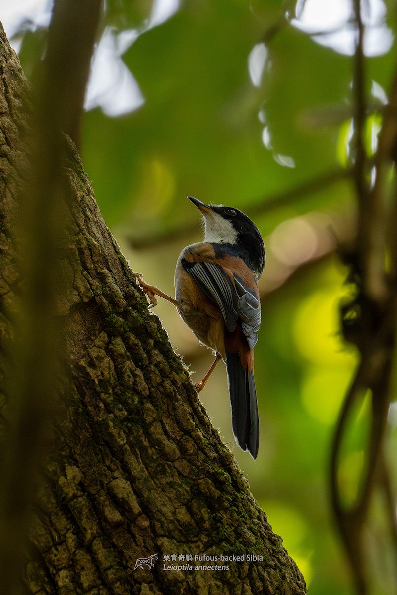 Rufous-backed Sibia - ML614184228