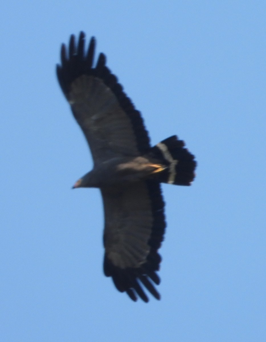 African Harrier-Hawk - ML614184232