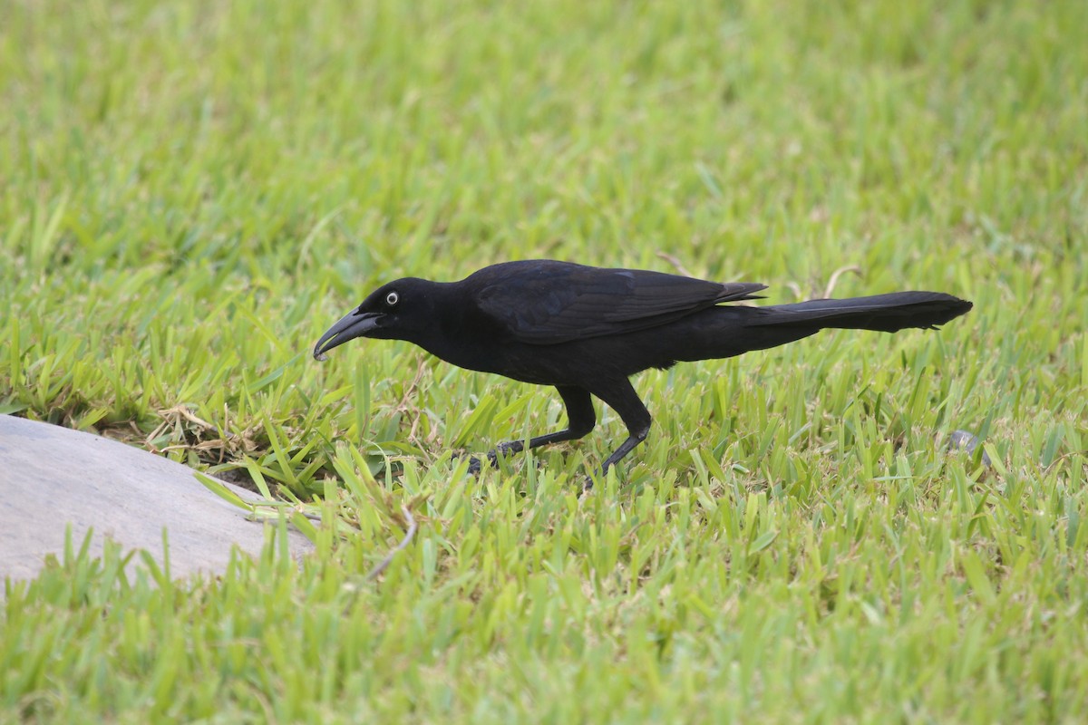 Great-tailed Grackle - ML614184233