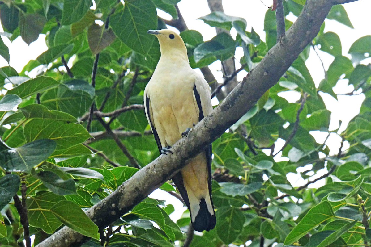 Pied Imperial-Pigeon - Hugo Sánchez