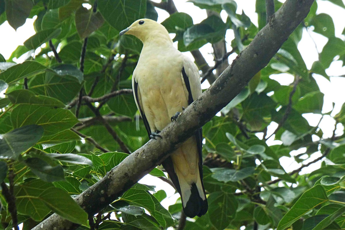 Pied Imperial-Pigeon - Hugo Sánchez