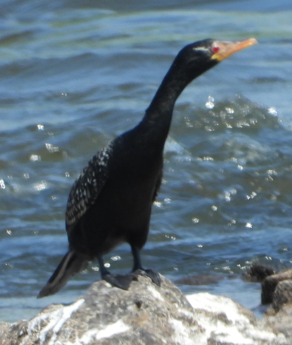 Long-tailed Cormorant - ML614184245