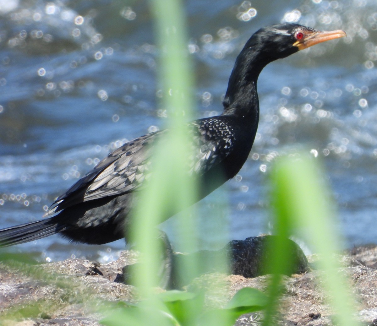 Long-tailed Cormorant - ML614184247