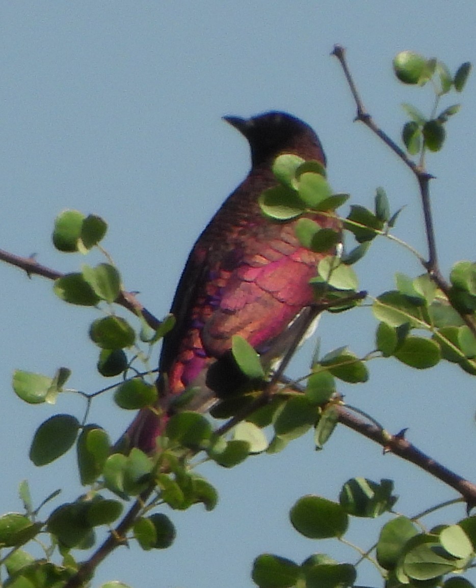 Violet-backed Starling - ML614184252