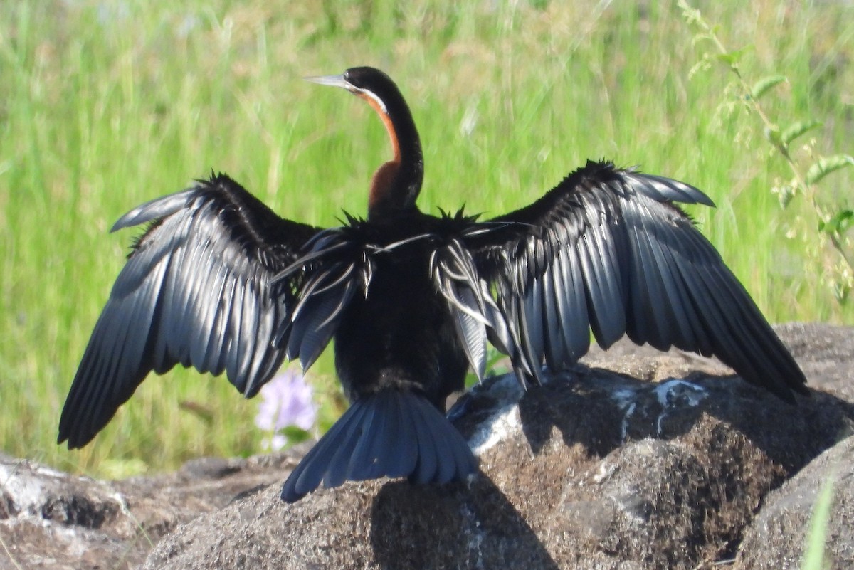 African Darter - ML614184253