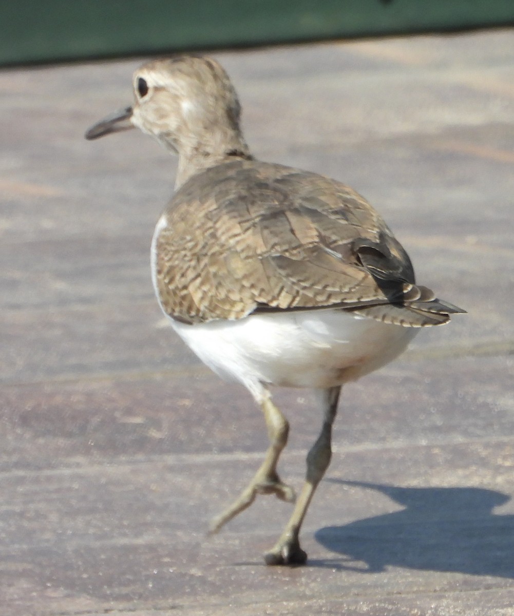 Common Sandpiper - ML614184257