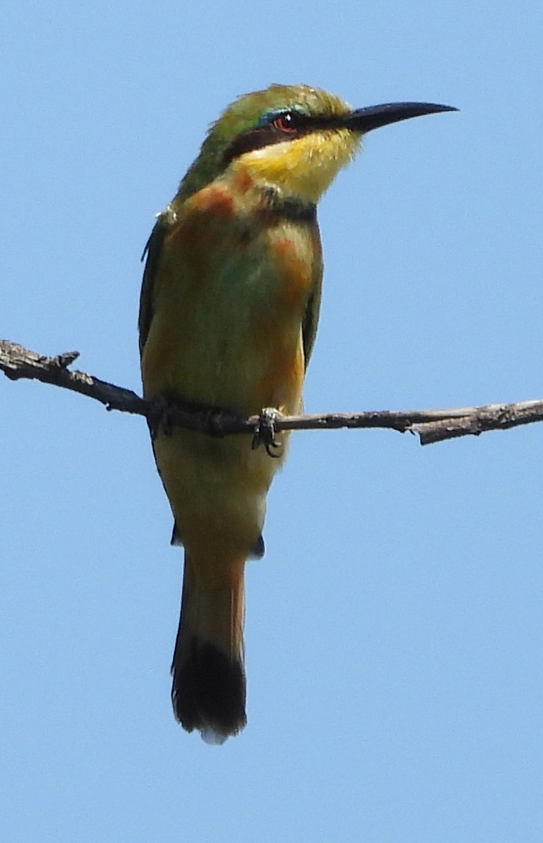 Little Bee-eater - ML614184274