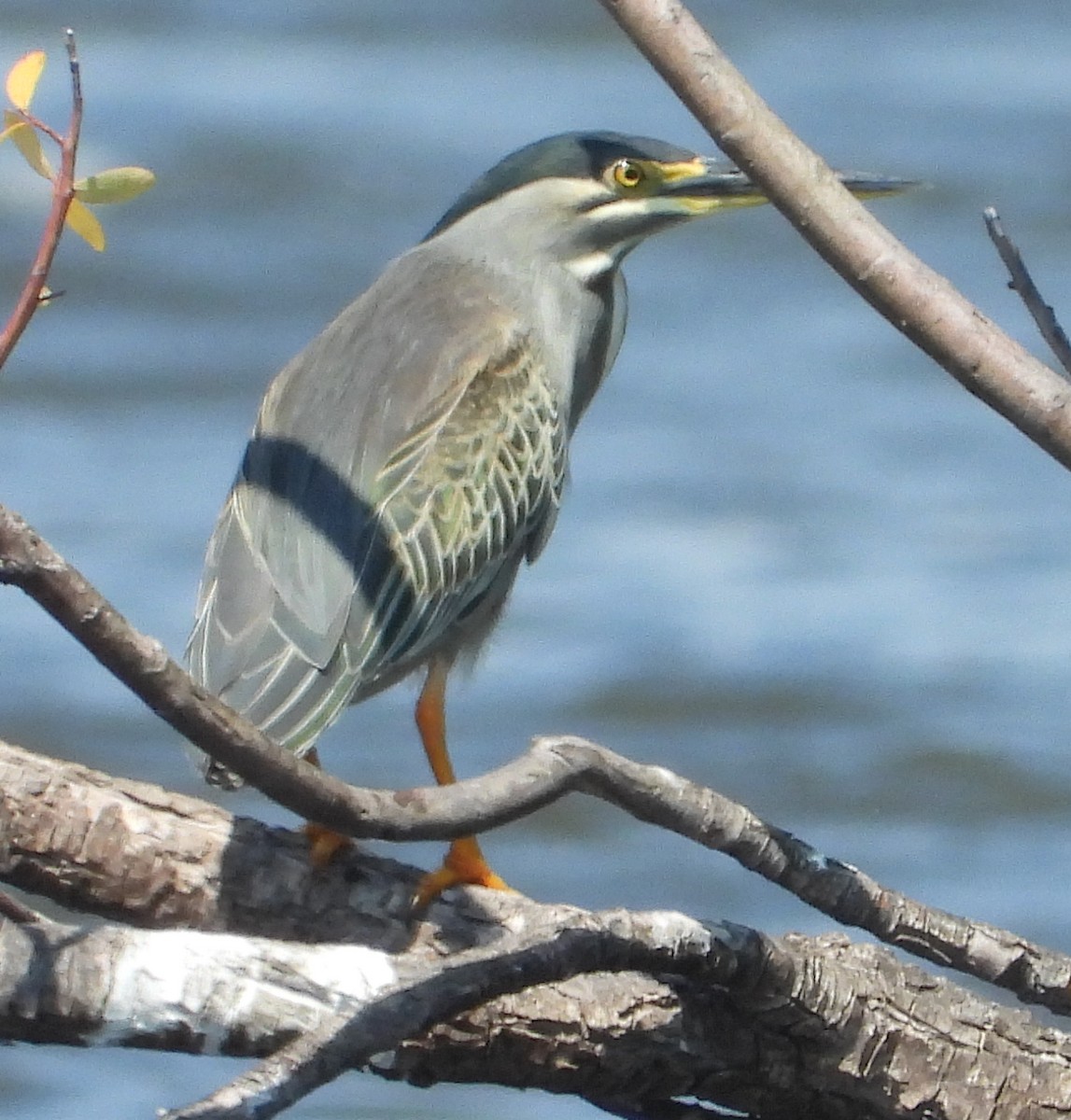 Striated Heron - ML614184278