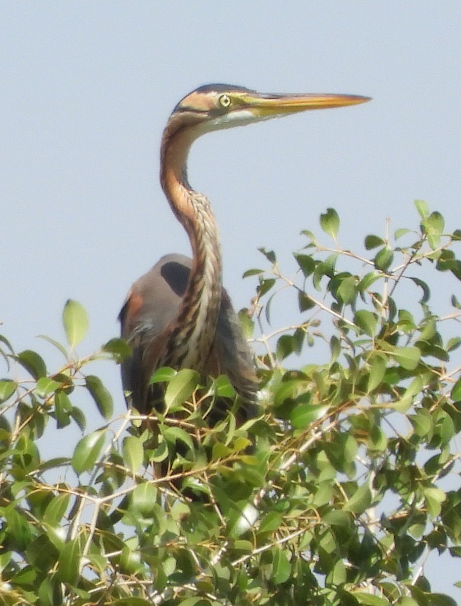 Purple Heron - ML614184287