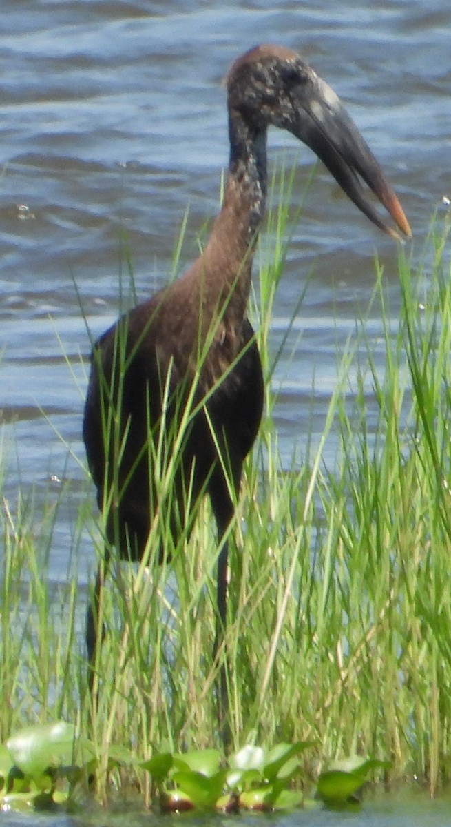 African Openbill - Timothy Whitehead