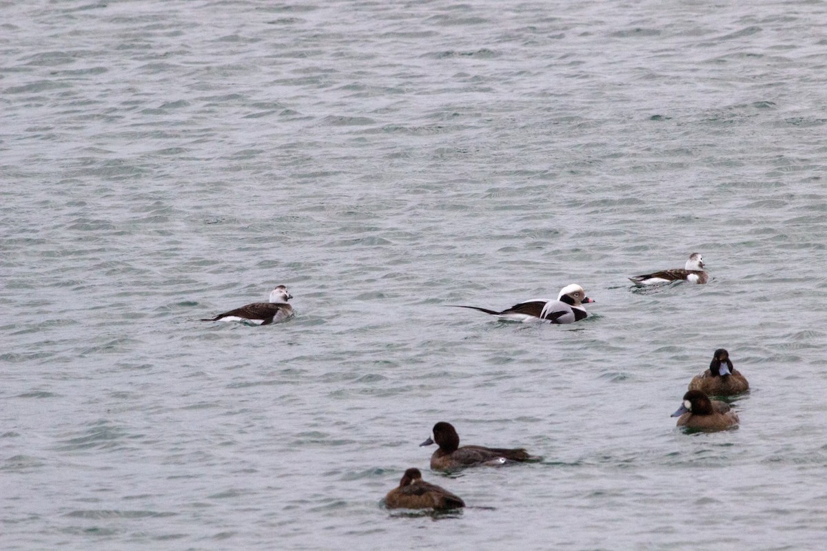 Long-tailed Duck - ML614184310