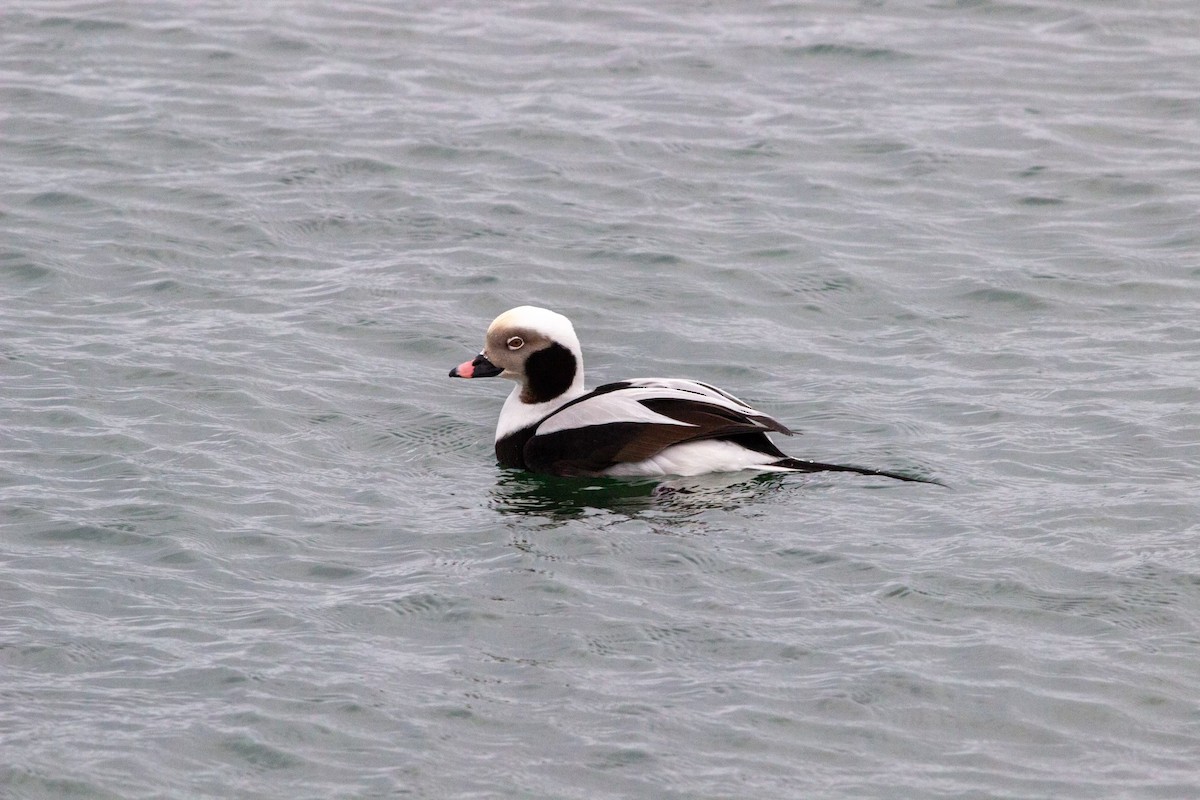 Long-tailed Duck - ML614184311