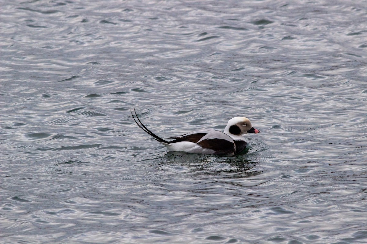 Long-tailed Duck - ML614184312