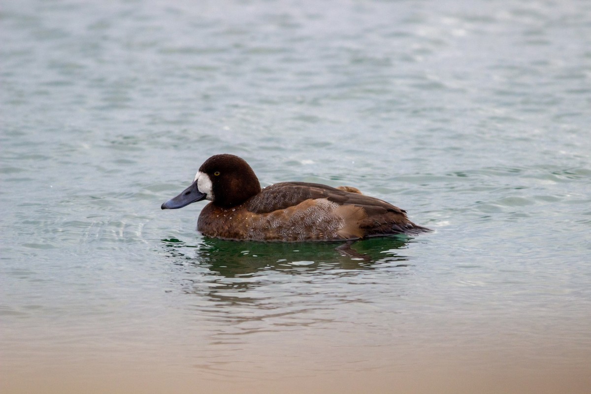 Greater Scaup - ML614184327