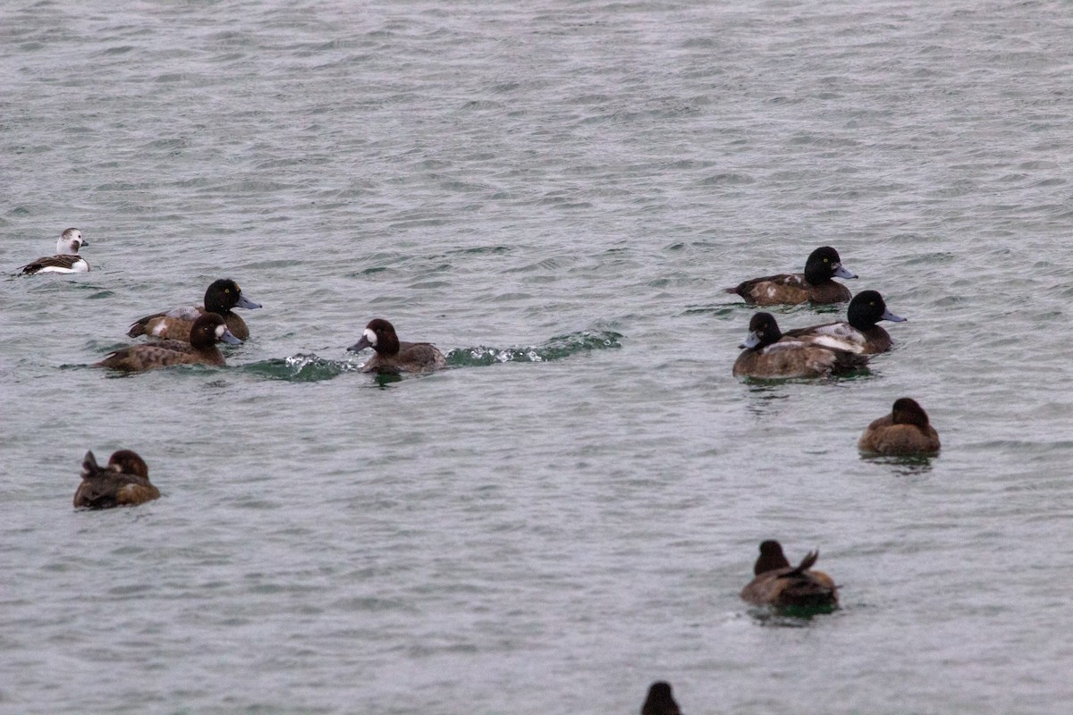 Greater Scaup - ML614184328