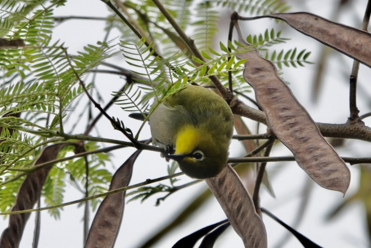 Swinhoe's White-eye - Lam Chan