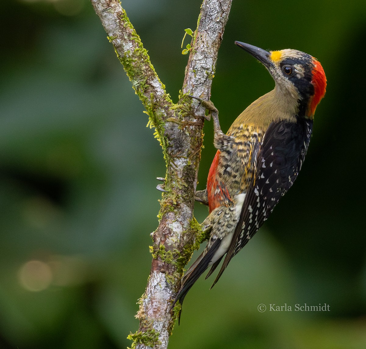 Black-cheeked Woodpecker - Karla Schmidt