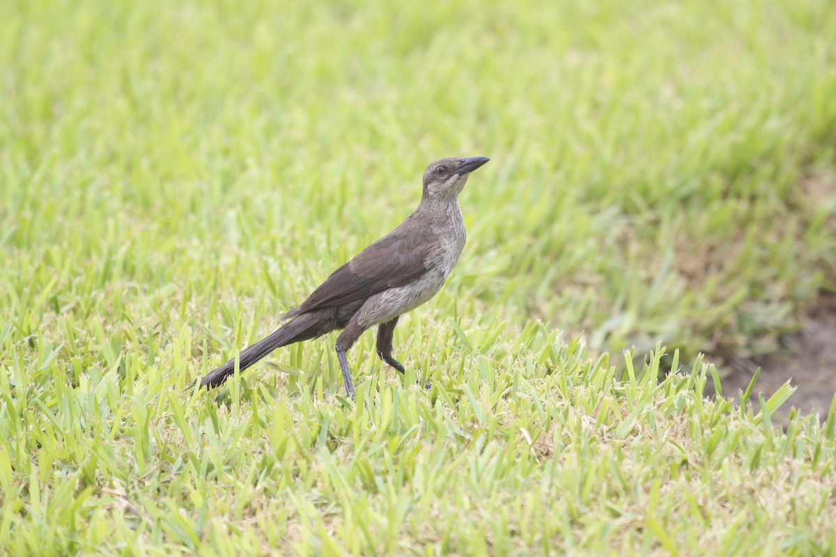 Great-tailed Grackle - ML614184512