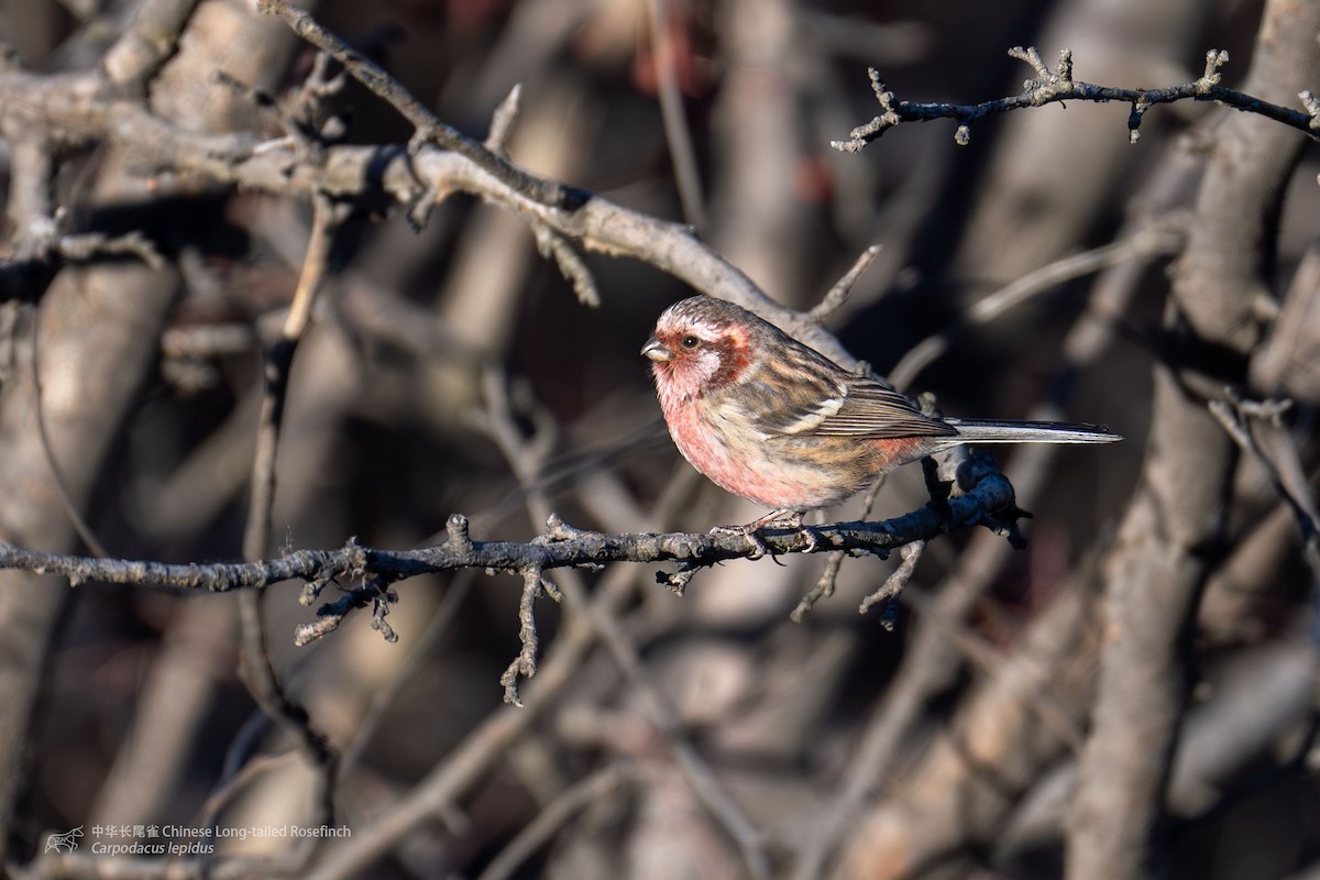 Long-tailed Rosefinch - Zhen niu