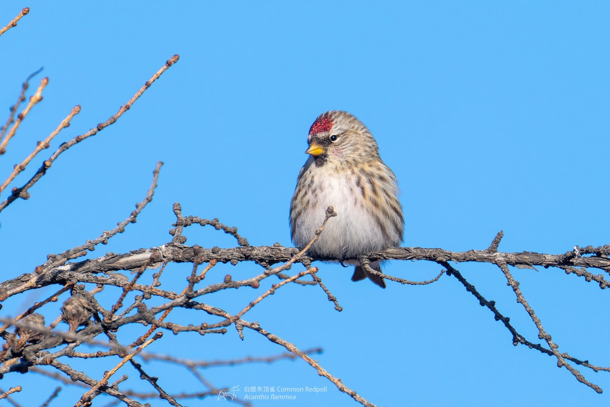 Common Redpoll - Zhen niu