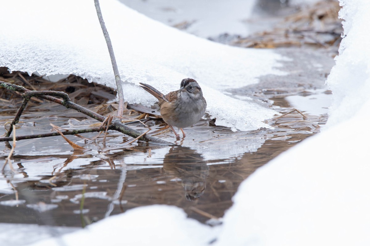 Swamp Sparrow - David Ferris