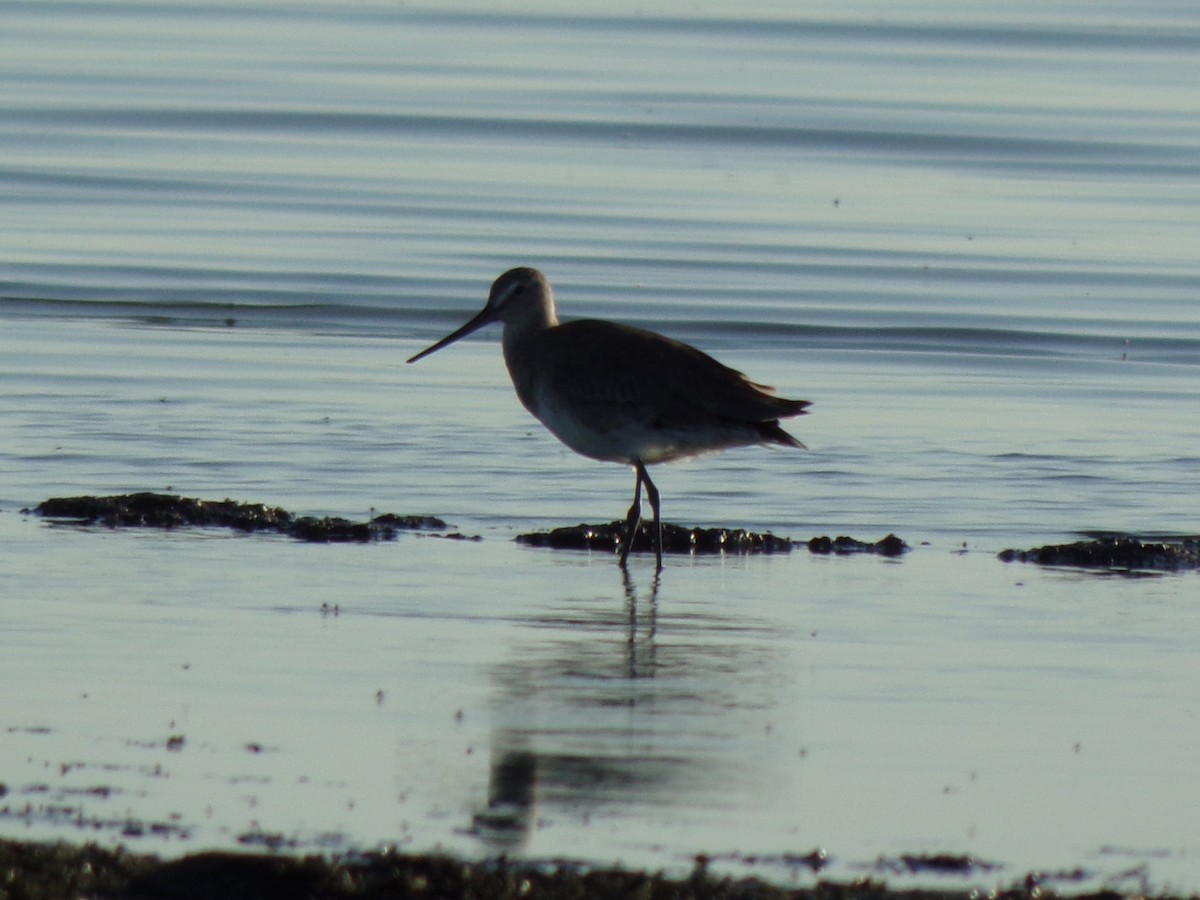 Hudsonian Godwit - ML614184583