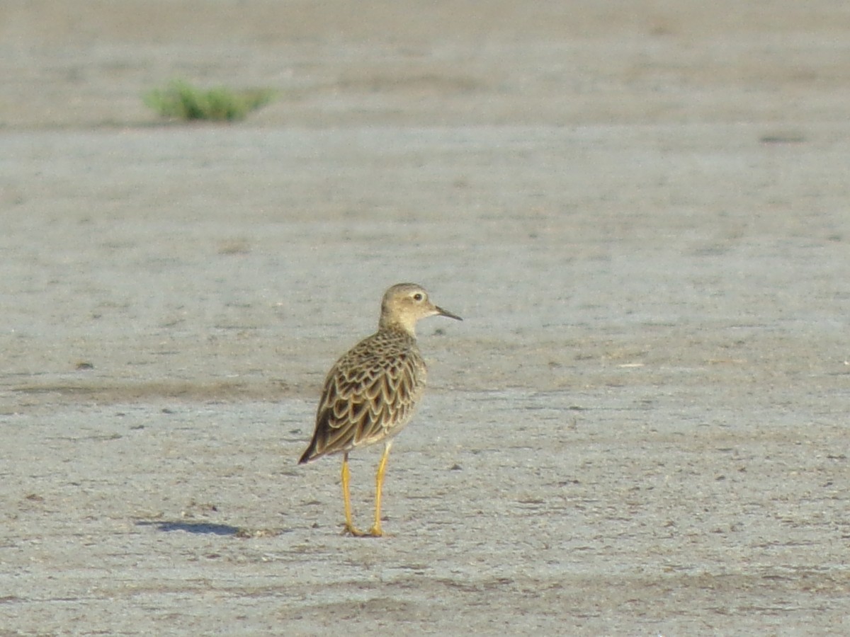 Buff-breasted Sandpiper - ML614184591